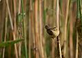 Sivsanger - Sedge warbler (Acrocephalus schoenobaenus)